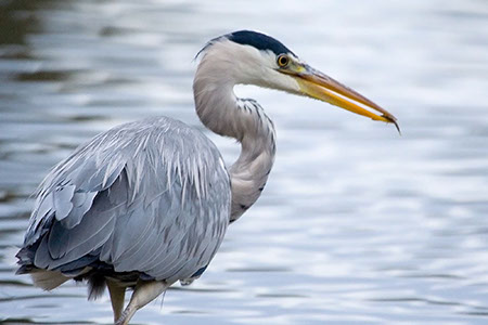 Grey Heron with Fish - Date Taken 05 Oct 2006