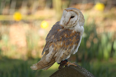 Barn Owl - Date Taken 30 Mar 2008